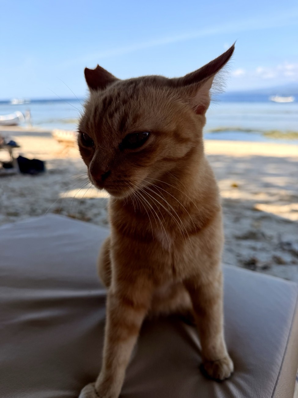 Neugierige Insel-Katze am Strand von Gili Air